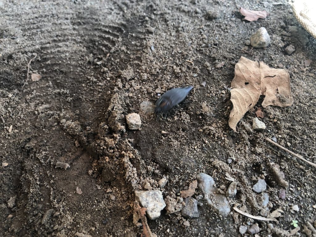 青野原オートキャンプ場　虫