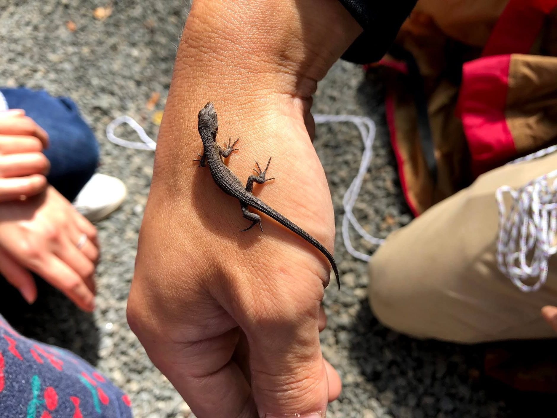 道志 オートキャンプインむじな　トカゲ氏