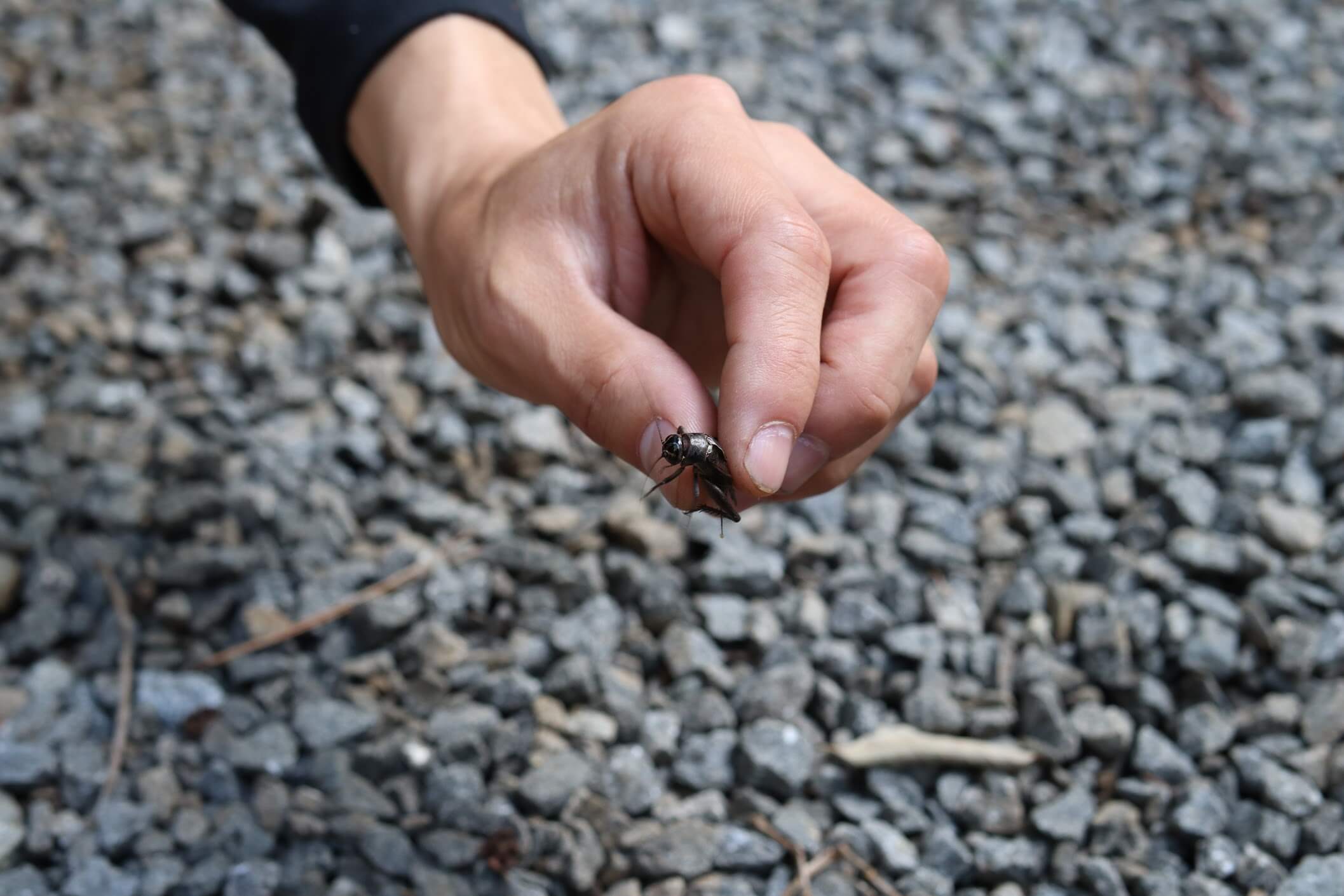 道志 オートキャンプインむじな　コオロギ