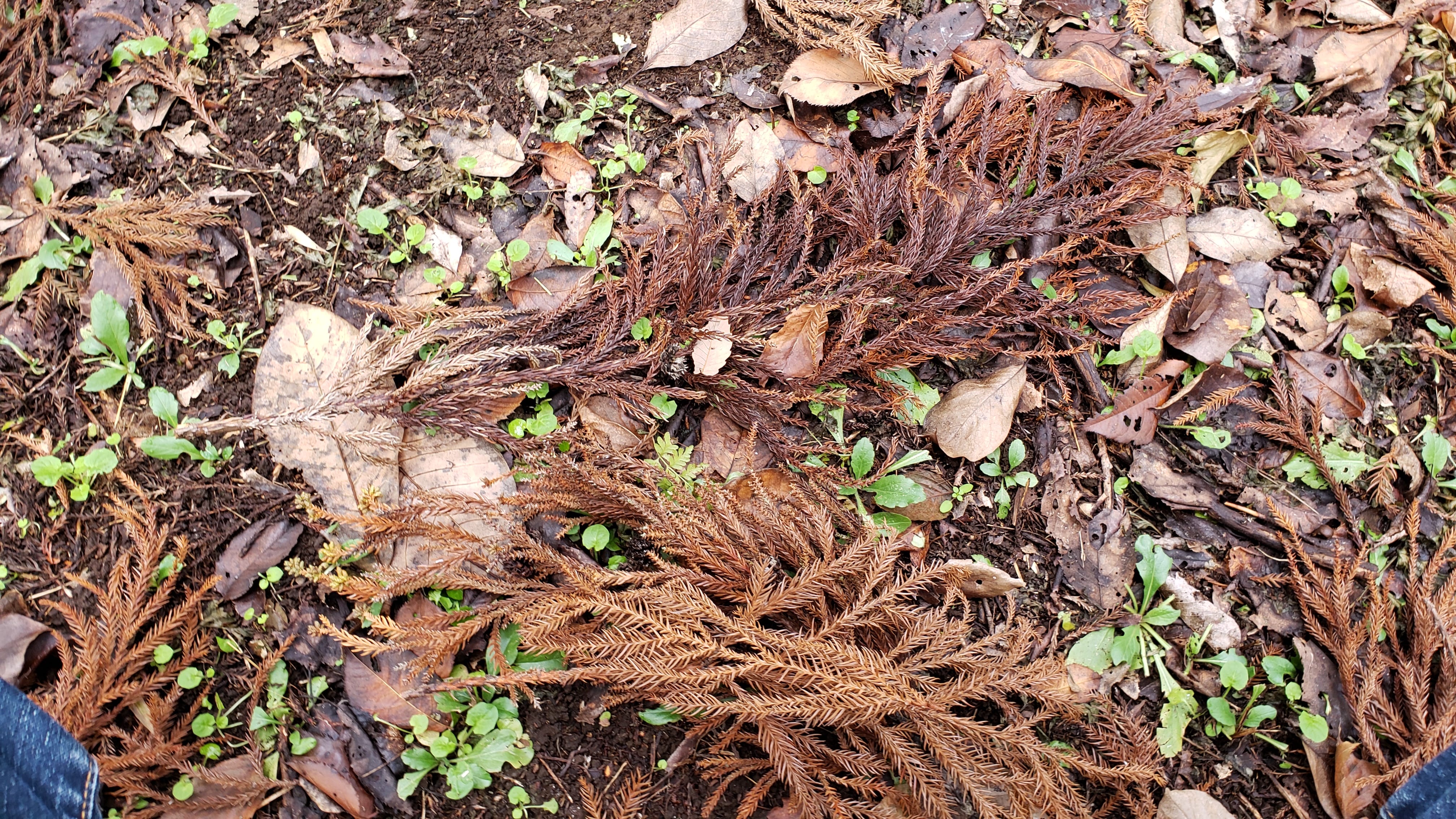 杉の枯れ葉 焚き付け