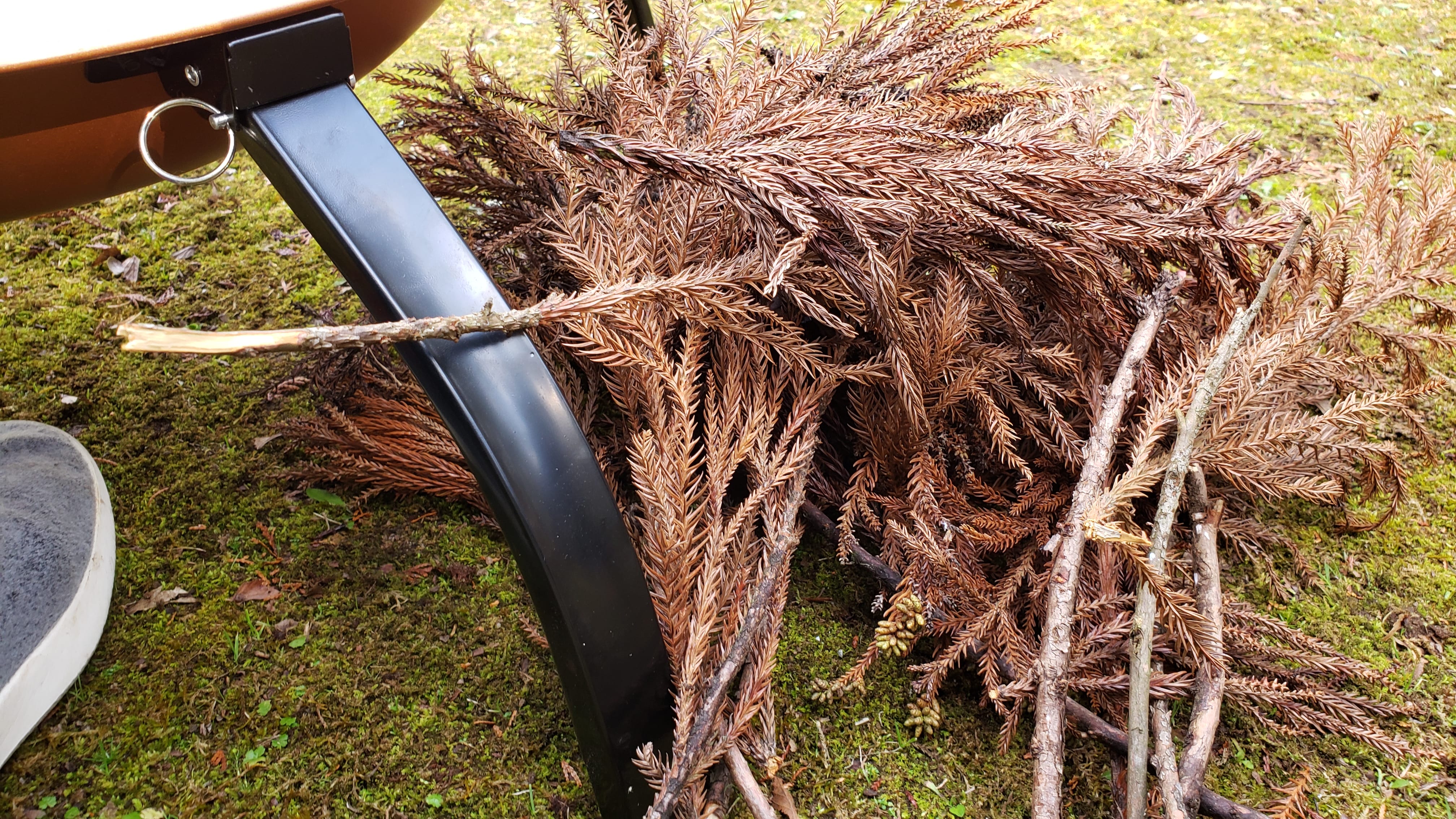 杉の枯れ葉 焚き付け